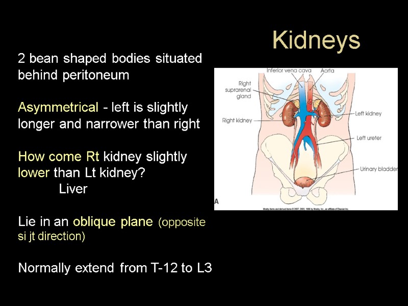 Kidneys 2 bean shaped bodies situated behind peritoneum  Asymmetrical - left is slightly